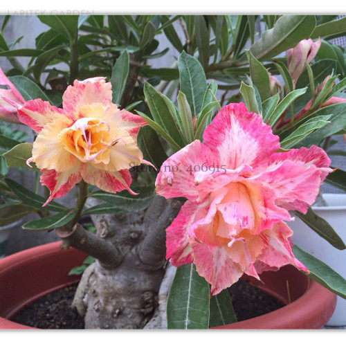 Middle Colorful Grafting Adenium Obesum Desert Rose Seeds, Professional Pack, 2 Seeds, many different colors on one tree E3552