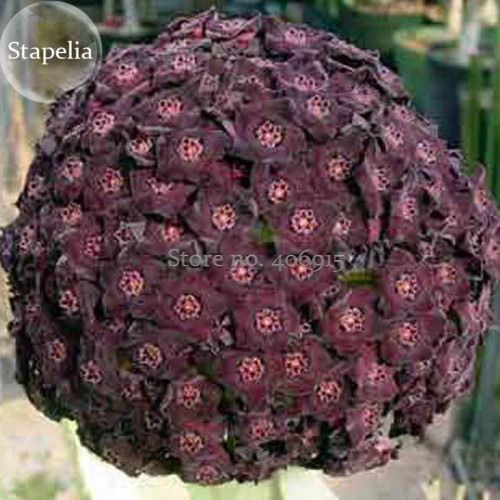 Heirloom Rare Dark Red Groudcover Chrysanthemum Flowers, 250 seeds, bonsai ball flowersE3706