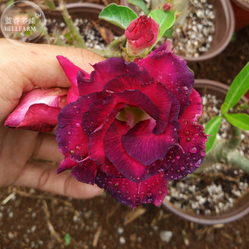 'Chansonette' Adenium Desert Rose, 2 Seeds, purple and fire red double petals E4015