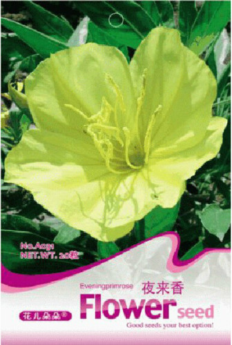 1 Original Pack, 50 seeds Telosma Cordarum Merr Yellow Night Willow Herbs Flowers #A031