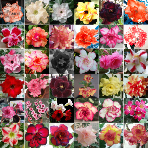 BELLFARM Adenium Mix 36 Types Bonsai Desert Rose Seeds 100pcs Include Red Black White Pink Yellow Orange Bi-color Garden Flower