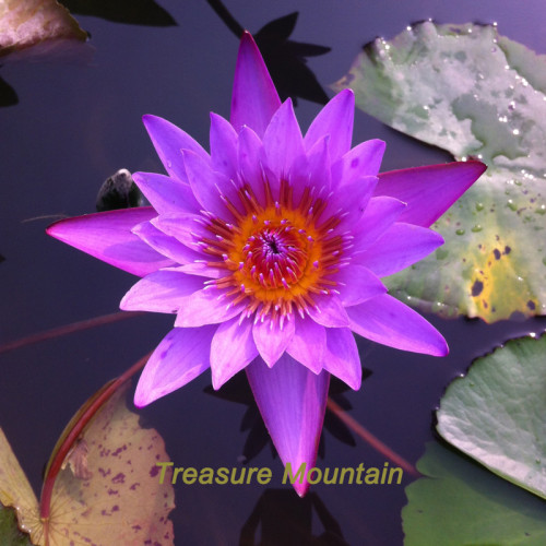 1 Professional Pack, 1 seeds / pack, Dark Purple Water Lily Hybrid Pond Plant Lotus Seed #NF323