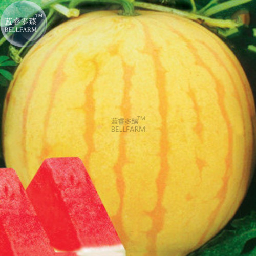 BELLFARM Heirloom Yellow Skin Red Seedless Watermelon Seeds, Professional Pack,  13% Sugar Sweet Juicy E3412