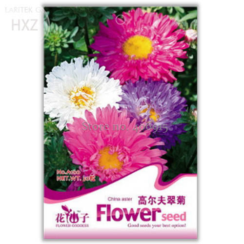 Golf Chrysanthemum Flower Bonsai Seeds, 30 seeds, easy to grow hardy beautiful flower A100