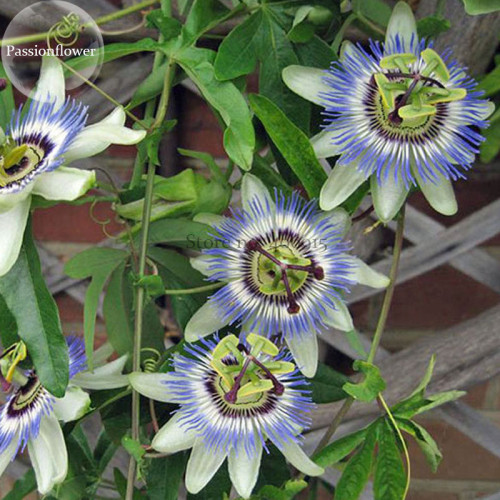 Passiflora Caerulea Blue Passion Fruit Climbing flowers, 20 seeds, ornamental dazzling big blooming flowers E3778