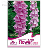 Beautiful Pink Foxgloves Flower Seeds, 50 seeds, easy to grow hardy drought-resistant long flowering perennial A124