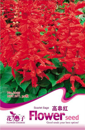 1 Original Pack, 30 seeds / pack, Salvia RED ROCKET HOT JAZZ Salvia Splendens Height up to 60cm #A055