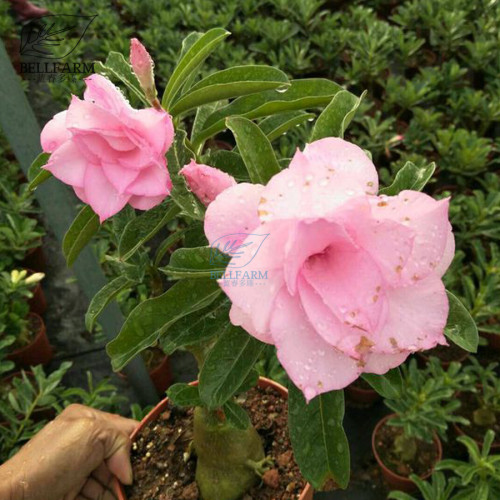 BELLFARM Adenium Purely Pink Desert Rose with Sweet Perfume Bonsai 'Seeds' 2pcs Heirloom 5-layer Big Blooms for Home Garden