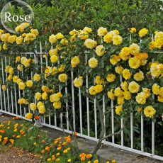 Yellow Short Climbing Rose, 50 Seeds, 40-50cm tall climbing plants E3940