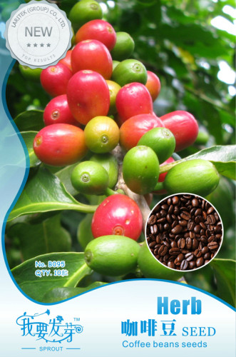 10 Original Packs, 10 seeds /pack, Coffee Bean Seeds, ARABICA COFFEE Plant (Coffea Catura Arabica) SEEDS