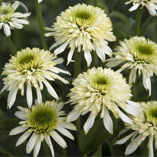 'Mozzarella' Echinacea Coneflower, 100 Seeds, two layers of white outer petals cluster of incompact white-to-green center petals