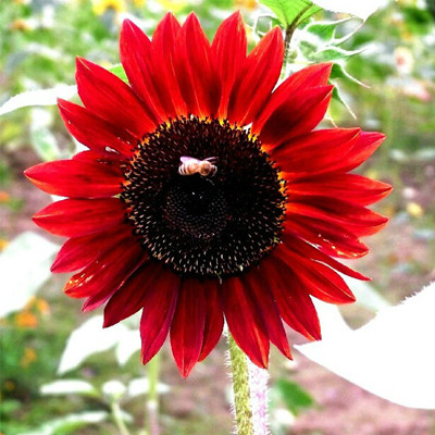 1 Original Pack, 6 Seeds / Pack, Light Red Sunflower Ornamental Garden Flower Seed #NF378