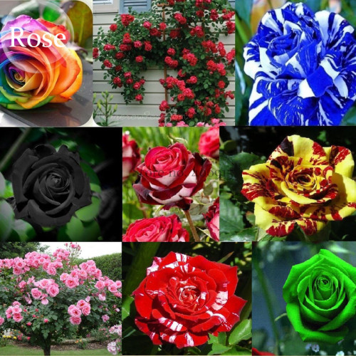 Rare Mixed 12 Types Heirloom Rose Shrub Flowers Seeds, 50 seeds, beautiful garden plant E3942