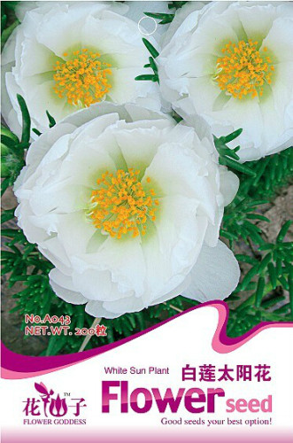 1 Original Pack, 100 seeds / pack, White Portulaca Grandiflora Seeds Homegrown Moss Rose Sun Plant Flowers #A043