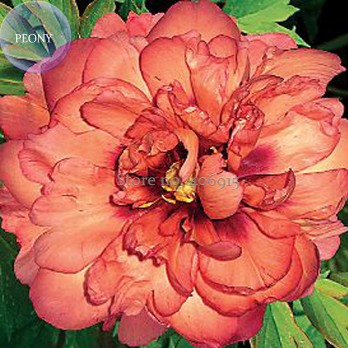 'Kopper Kettle' Orange Peony Tree, 5 Seeds, a semi-double 8-inch-wide flower with  petals that combine red, orange, gold tones