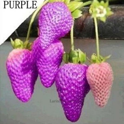 Professional Packing, Purple Strawberry easily grow in garden potting 100 seeds #LT700
