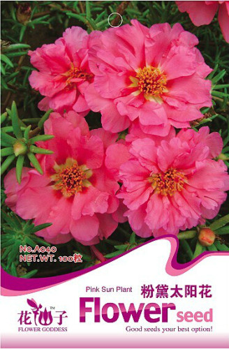 1 Original Pack, 100 seeds / pack, Pink Portulaca Grandiflora Seeds Homegrown Moss Rose Sun Plant Flowers #A040