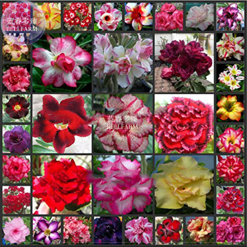 BELLFARM Mixed Different Colorful Adenium Desert Rose Seeds, 25 seeds, professional pack, double single petals big blooms