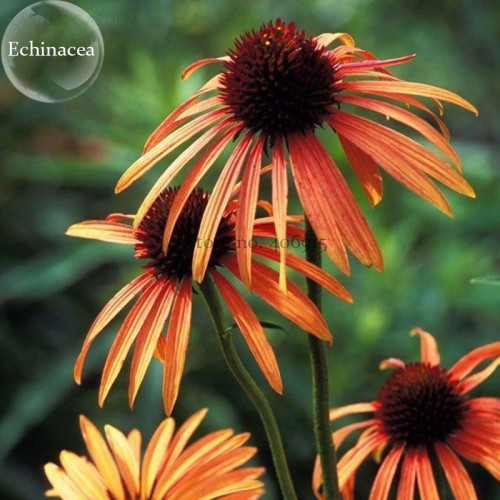 'Green Jewel' Echinacea Lovely Pale Yellow Coneflowers, 100 seeds, rare perennial flowers E3853