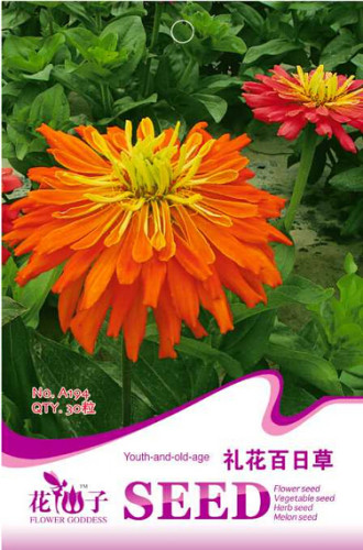 Orange Zinnia Angustifolia Flower Seeds, Original Pack, 30 Seeds / Pack, Annual Youth-and-Old-Age #A194