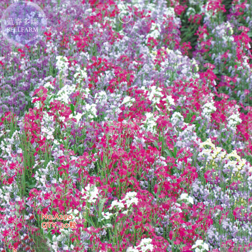 BELLFARM Bonsai Violet Matthiola incana Annual Flower Seeds, 30 seeds, original pack, red white yellow mixed garden flowers