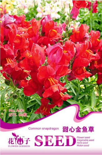 Red Baby Snapdragon Seeds, Original Pack, 60 Seeds / Pack, Toadflax Lunaria Flowers #A181