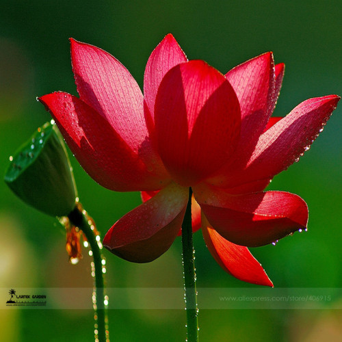 1 Professional Pack, 1 seed / pack, Super Red Bonsai Lotus Nelumbo Nucifera Flower Seed #A00215