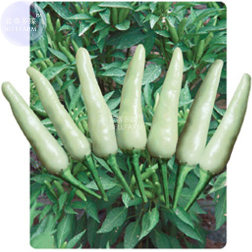 BELLFARM White Chili Pepper Seeds, Professional package, 200 seeds, very hot cream white vegetables pickled chilli BD126H
