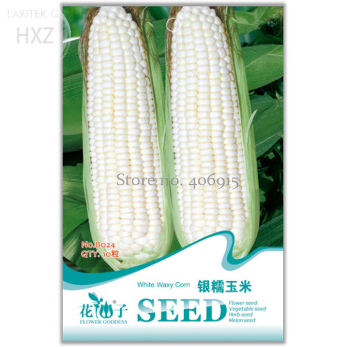 Fruits and Vegetables Silver Glutinous Corn Seed White Waxy Corn Seeds, Original Package, 10 seeds, green healthy vegetable B024
