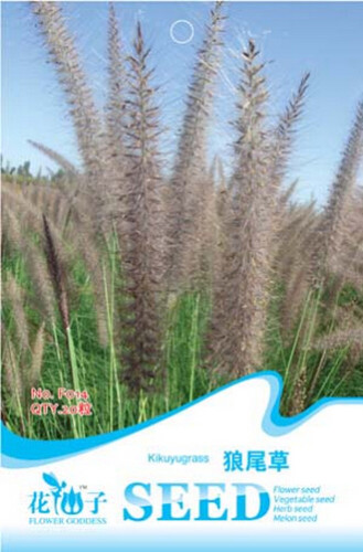 1 Original Pack, 20 seeds / pack, Kikuyu Grass Seeds,   Pennisetum Alopecuroides Ornamental Grass #F014