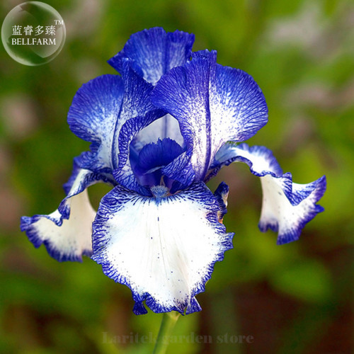 Heirloom 'Hailona' Iris Tectorum Flower Seeds, Professional Pack, 20 Seeds, double big blooms white blue flowers E3994