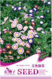Convolvulus Tricolor Dwarf Morning Glory Seeds, Original Pack, 30 Seeds / Pack, Annual Plant with Solitary Long-stalked Flowers