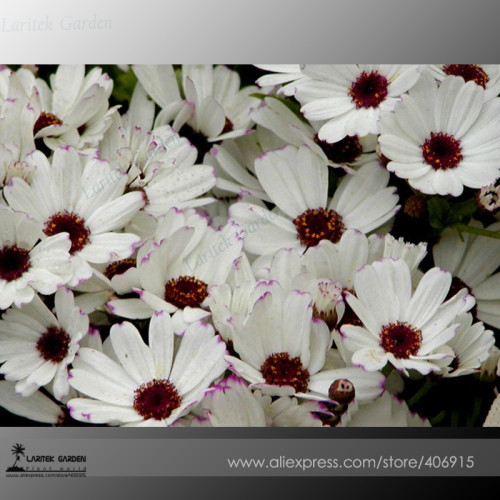 Heirloom Florist's Cineraria F1 Flower Seeds(Pericallis hybrida) Brown Heart White Petal with little purple edge 30+