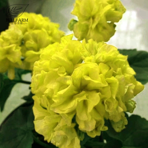 BELLFARM Geranium Purely Greenish Yellow Big Blooms Bonsai Flowers Seeds 10pcs Rare Garden Ornamental Fragrant Flowers