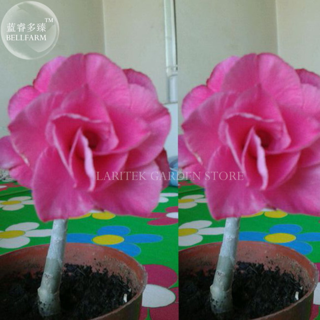 Rare 'ice beauty' Adenium Desert rose, Professional Pack, 2 Seeds, 7-layer pink petals E4028
