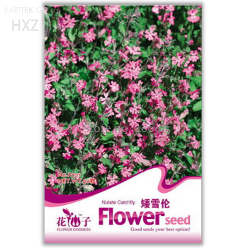 Beautiful Dwarf Sharon Flowers Seeds, 50 seeds, easy to grow beautiful flower light up your garden A101
