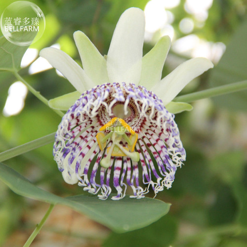 BELLFARM Passiflora actinia Flower Seeds, 30 seeds, professional pack, white outer petals colorful center passion fruits flowers