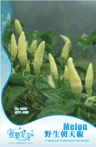 1 Original Pack, 60 seeds / pack, WHITE FERAL POD PEPPER SEEDS  PRAIRIE FIRE  EDIBLE! GROW INSIDE OR OUT! #NF119