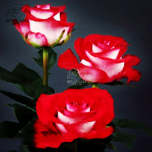 BELLFARM Popular 'Music Star' Fragrant Rose Bush Bonsai Cut Flower Seeds, 50pcs White Red Colors Big Blooms E3221