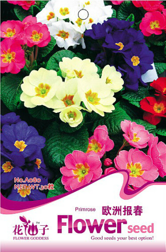 1 Original Pack, 30 Seeds / Pack, Primula Vulgaris Mix Common Primrose Flower Seeds #A080