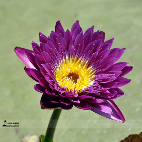 1 Professional Pack, 1 seed / pack, Dark Purple Water Lily Nymphaea Corolata Aquatic Plants Seeds #A00188