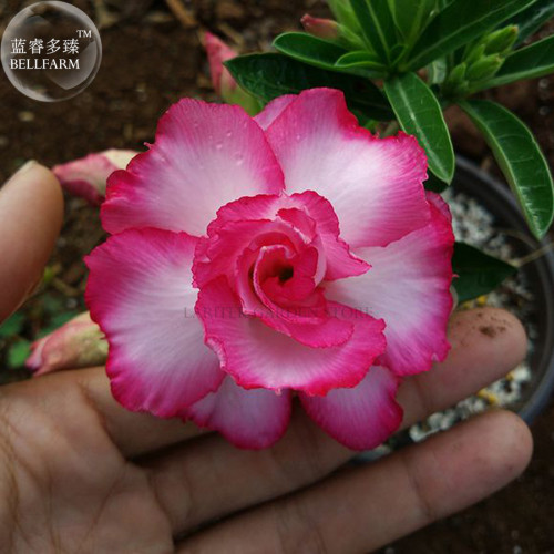 'Creamy Rose' Adenium Desert Rose, 2 Seeds, lovely orderly unfolding pink white double petals big blooms E4008