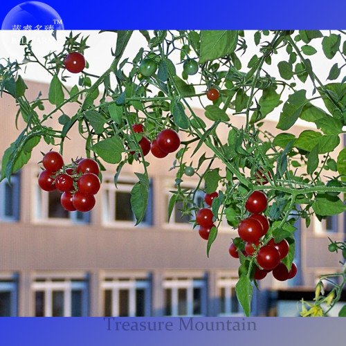 Heirloom Tess's Landrace Cherry Tomato  Seeds, professional pack, 100 Seeds TS292T
