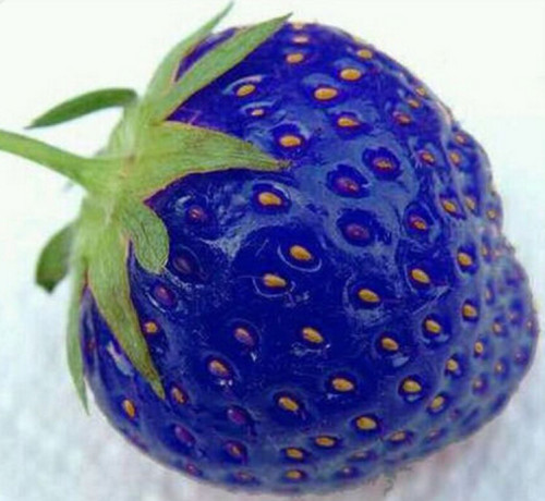 500PCS Organic Blue Strawberry Antioxidant Seeds Delicious Plant Seed New #LT600