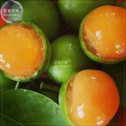BELLFARM Lemon Sweet Spanish Lime Tree Seeds, 10 seeds, professional pack, green skin orange inside juicy fruits