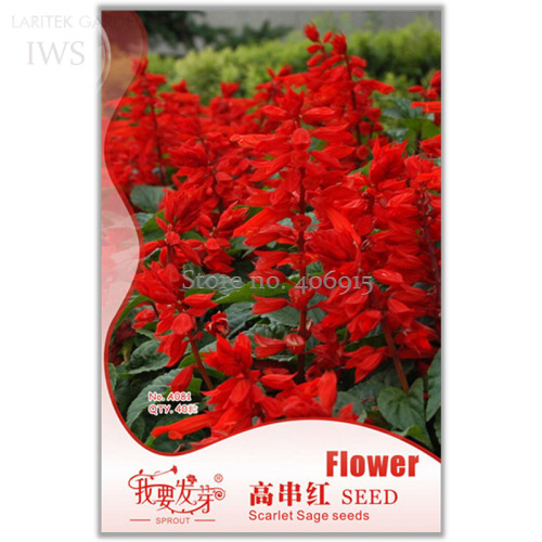 High Scarlet Sage Bonsai Tropical Salvia Splendens Seeds, Original Pack, 40 seeds, ornamental flower seeds IWSA081
