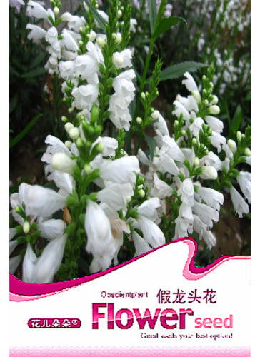 1 Original Pack, 20 seeds / pack, White OBEDIENT PLANT Seeds Physostegia virginiana alba #A044