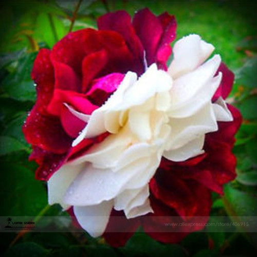 BELLFARM New 'Zampa' Dust Rose Bi-Color Bonsai Flowers, 50pcs/package, dark red white big blooms#A00203