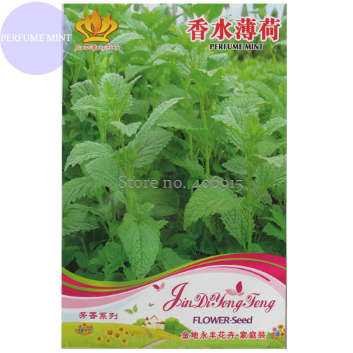 Heirloom Perfume Mint Mentha Arvensis Wild Mint Herbs, Original Pack, 25 Seeds, perennial herbs bloom in Autumn OJD217T