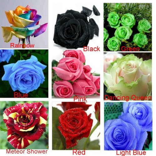 Heirloom 9 Colors 1800 Seeds Rainbow, Black, Green, Blue, Pink, White, Red, Colorful Rose Shrub Flower Seeds, Separated Pack